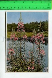 425137 GERMANY plant flowers Epilobium Hermann Fischer CIGARETTE Tobacco