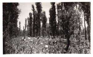 Vintage Postcard View of Growers Picking Harvest Tree Lined Mexico RPPC Photo