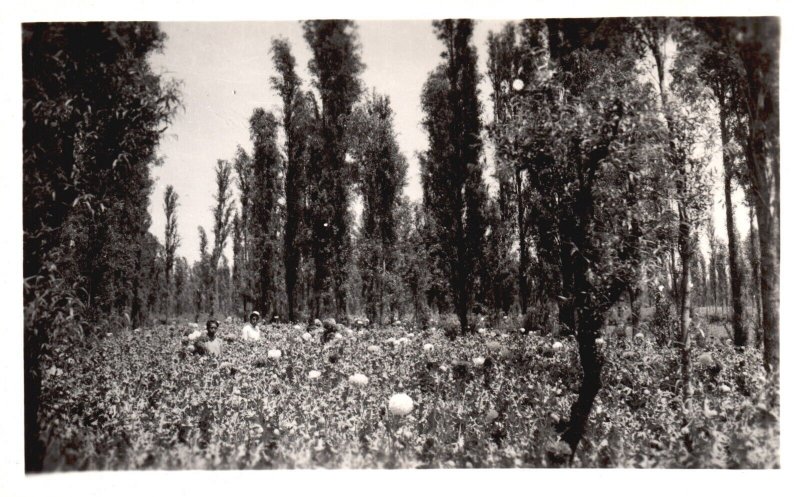 Vintage Postcard View of Growers Picking Harvest Tree Lined Mexico RPPC Photo