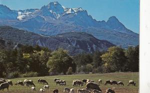 BF14085 vallee de l ubaye sheep alpes haute provence   france  front/back image