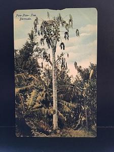 Postcard  Paw-Paw Tree  in Bermuda.     W3