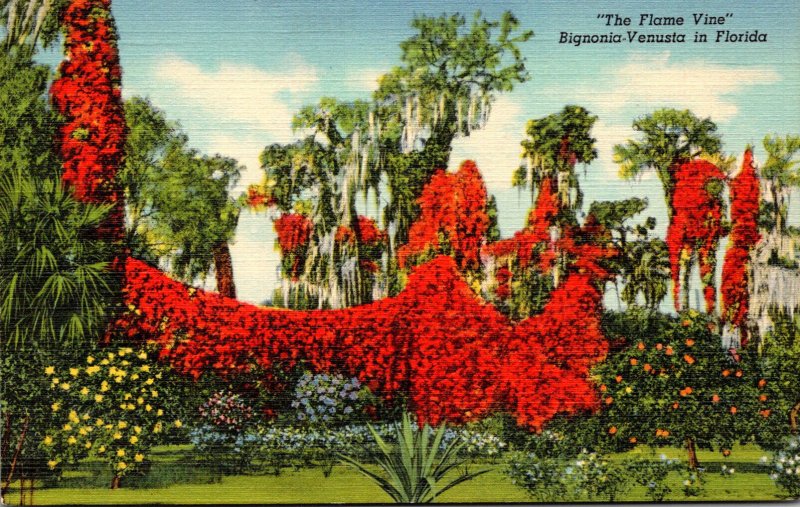 Florida Beautiful Flame Vine In Full Bloom Curteich