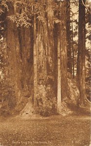 Santa Cruz big tree Grove, CA, USA Tree 1910 