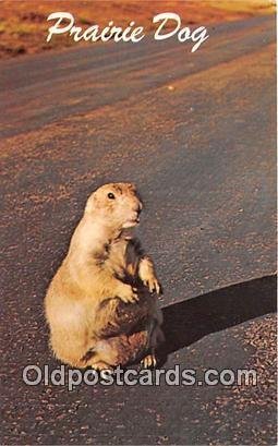 Wyoming, USA Prairie Dog Unused 