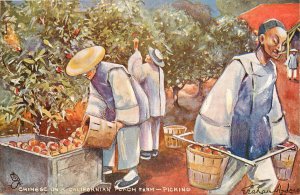 Tuck Postcard 6458 Chinese on a Californian Peach Farm Picking, Graham Hyde