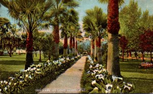 California Long Beah Park Scene Palm Bordered Walkway