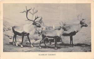 Chicago Illinois 1933 Postcard Field Museum Of Natural history Alaskan Caribou