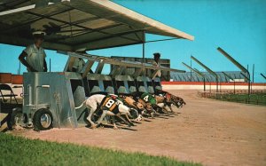 Vintage Postcard Daytona Beach Kennel Club Fastest Greyhound Racing Florida FL