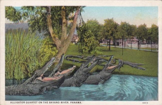 Panama Alligator Quartet On The Bayano River