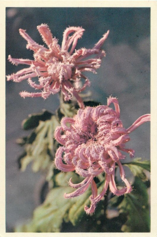 China flowers pink color Postcard