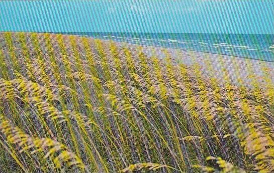 South Carolina Hilton Head Island Sea Oats On South Carolina Coast