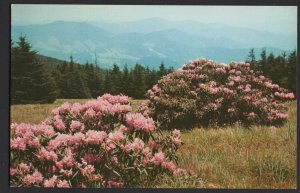 TN - NC State Line Rhododendron in Full Bloom on Roan Mountain ~ Chrome