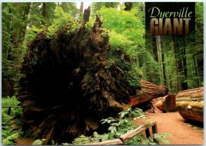 Postcard - Dyerville Giant - Humboldt Redwoods State Park, California