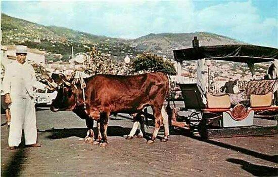 Portugal, Madeira, Funchal, Bullock Car, Dexter Press 4148-C