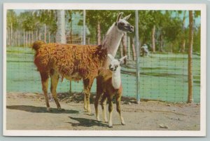 San Diego California~Llama & Young At Zoo~Vintage Postcard