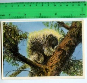 420822 GERMANY humans animals Canada Porcupines OLD Tobacco Card w/ ADVERTISING