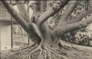 Bermuda Rubber Tree 1920 Hamilton Postal Cancel Postcard