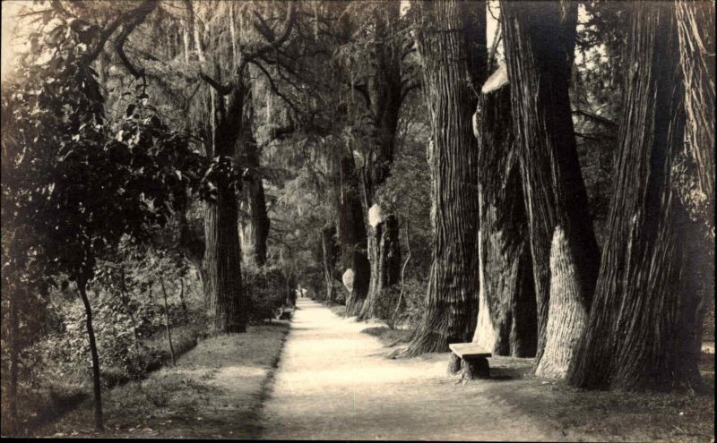 Mexico City Parque de Chapultepec Hugo Brehme #3666 Real Photo Postcard