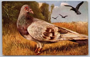 Artist August Muller~Red Pied Carrier Pigeon Bird~Message Attached To Leg~1908