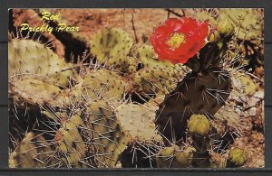 Arizona, Phoenix - Desert Botanical Gardens - Papago Park - [AZ-128]