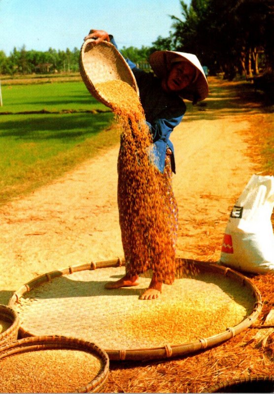 Vietnam Dong Que Village Rice Paddy Processing