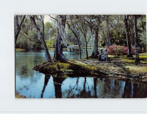 Postcard A Beautiful Florida Scene Along Silver River, Silver Springs, Florida