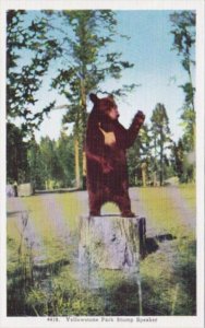 Yellowstone Park Stump Soeaker Brown Bear Yellowstone National Park