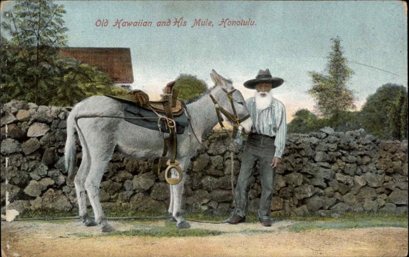 Honolulu Hawaii HI Old Man & His Mule c1910 Postcard