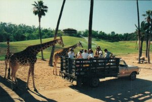 USA Photo Caravan San Diego Wild Animal Park Vintage Postcard BS.09