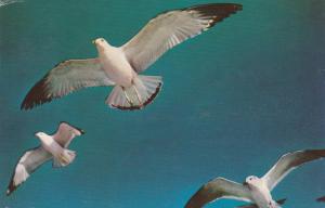 Sea Gulls Flight in Blue Heaven - Birds - pm 1964