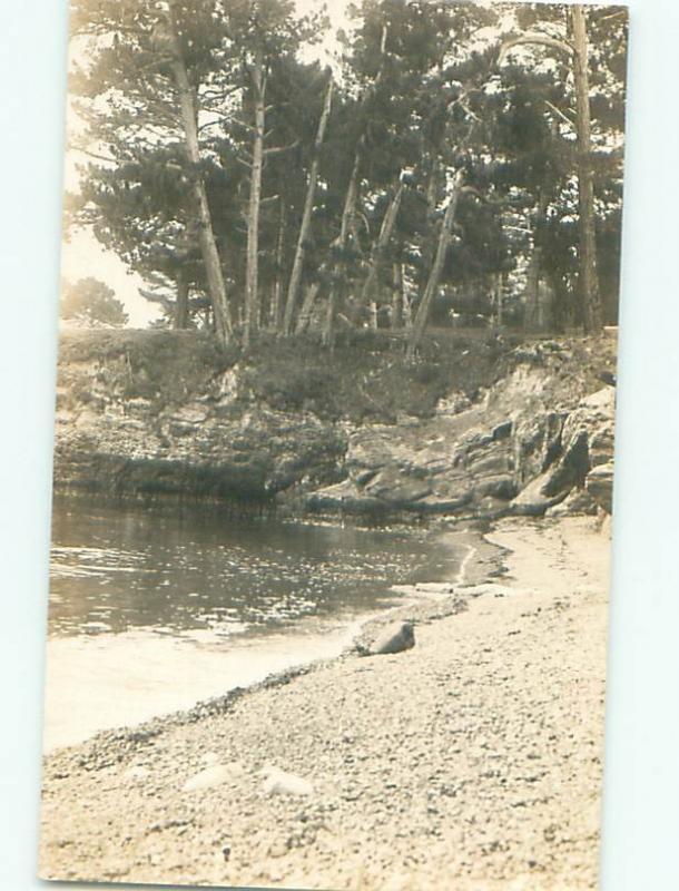 Old rppc NATURE SCENE Great Postcard AB0802