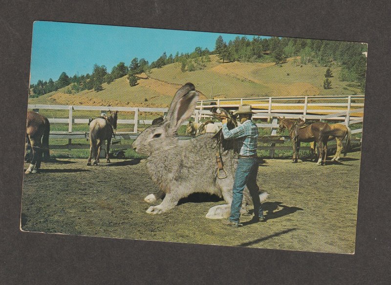 Comic Jackrabbit Humorous Funny Post Card