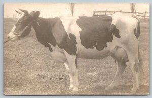 RPPC  Cow   Postcard  c1910