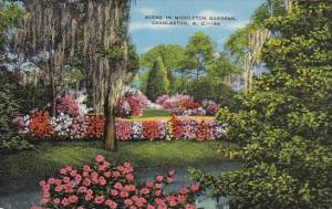 Scene in Middleton Gardens Charleston South Carolina