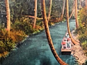 Postcard  Greetings from Jamaica  Picknicking on the Rio Cobre Canal.  Y1