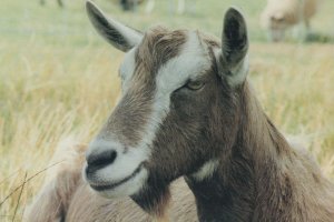 Farm Cattle at Theydon Garnon Epping 1980s Postcard