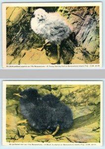 2 Postcards BONAVENTURE ISLAND, Quebec Canada ~ Chicks HERRING GULL, Guillemot