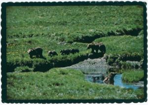 MT Montana Grizzly Bear Bears Rocky Mountain Meadow Cub Cubs Unused Postcard D26