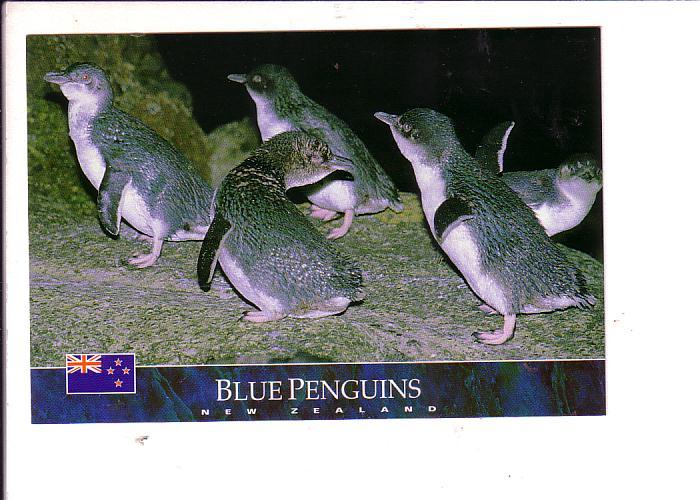 Blue Penguins, New Zealand