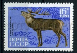 507215 USSR 1970 year Sikhote-Alin reserve red deer stamp