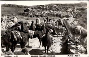 Peru Llama Transporting RPPC Real Photo Postcard J21