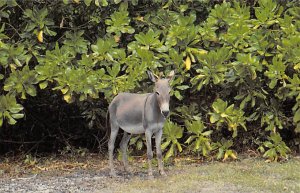 Diego Garcia Donkey Donkey Unused 