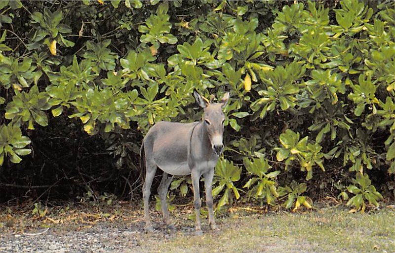 Diego Garcia Donkey Donkey Unused 