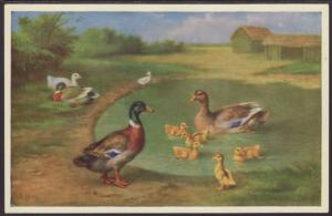 Ducks Postcard