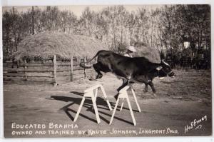 RPPC, Educated Brahma, Owned by Knute Johnson, Longmont CO