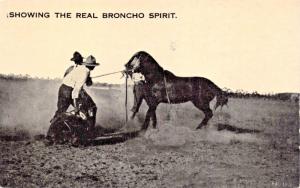 SHOWING THE REAL BRONCHO SPIRIT~COWBOYS BREAK WILD HORSE-R C SMITH PUBL POSTCARD