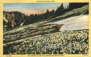 Avalanche Lilies - Rainier National Park, Washington WA  