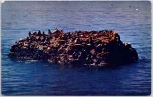 VINTAGE POSTCARD SEAL ROCK AT SANTA CRUZ CALIFORNIA c. 1960s