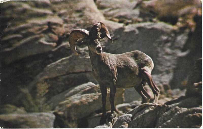 US Arizona,  Desert Bighorn Sheep. used, no postage.   Beautiful.