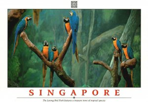 Postcard Singapore Jurong Bird Park Feature Treasure Trove Tropical Species